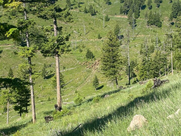 Property Photo:  216 Cramer Springs Trail  MT 59825 