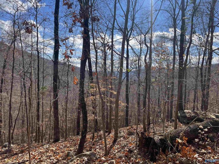 Property Photo:  10356 County Road 17  AL 35776 