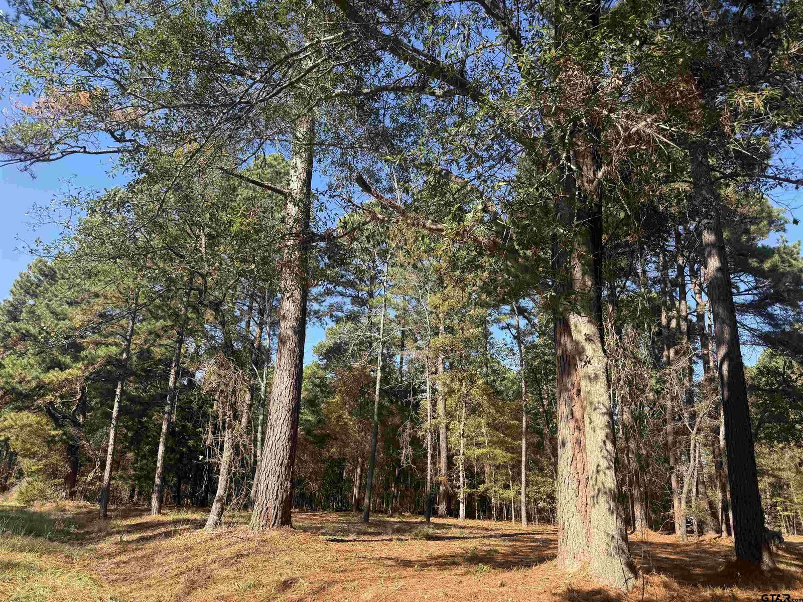 Property Photo: 186 Susan Dr TX 75757