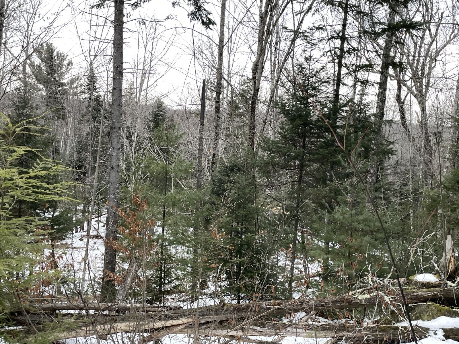 Property Photo:  Lot# Trafton Road Lot#  ME 04942 