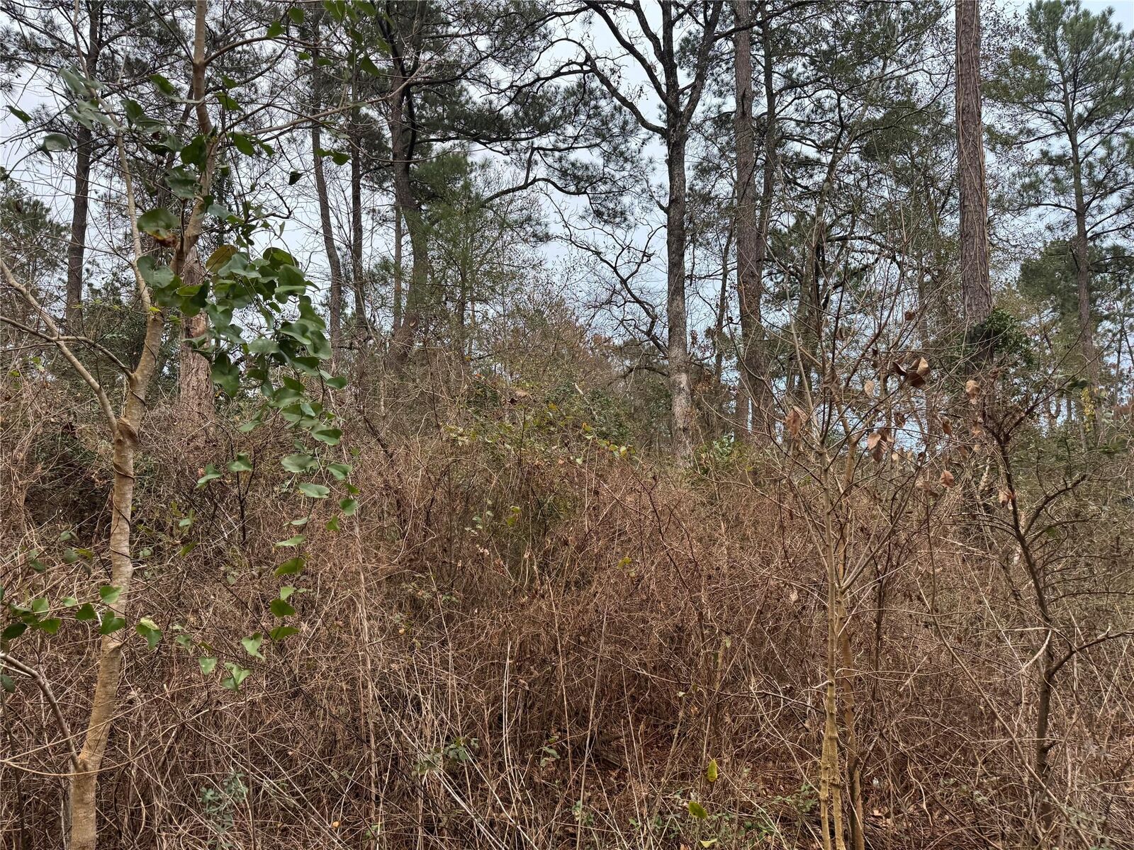 Property Photo:  13475 White Oak Drive  TX 77363 