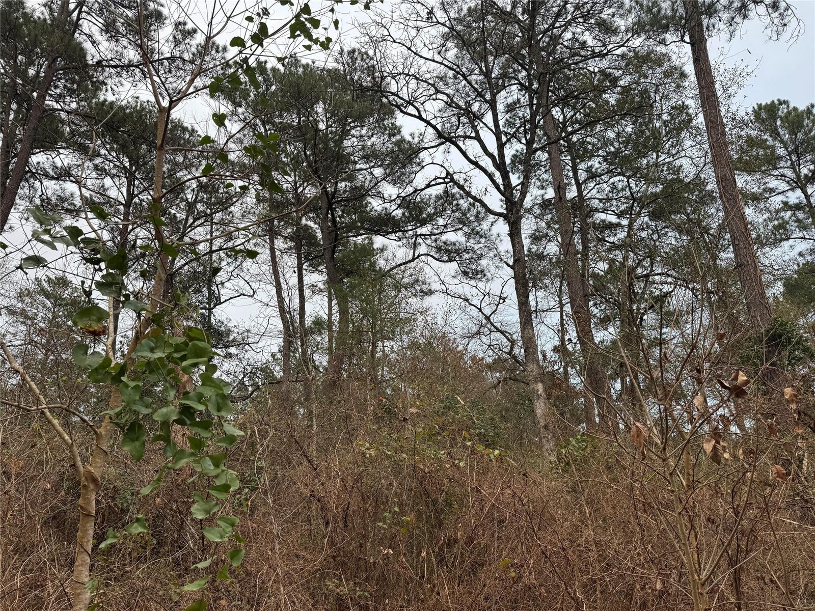 Property Photo:  13475 White Oak Drive  TX 77363 