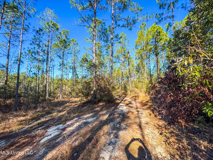 Property Photo:  Pulpwood Road  MS 39565 