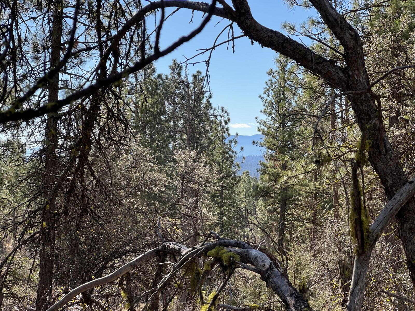 Property Photo:  0 Chamois Circle 1  OR 97623 