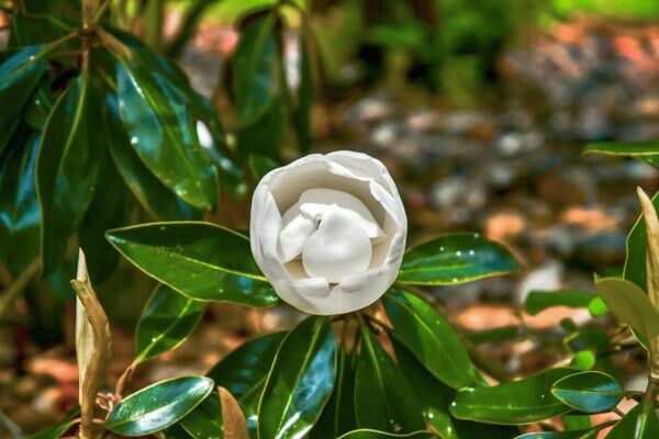 Property Photo:  2105 Beattie Road  GA 31721 