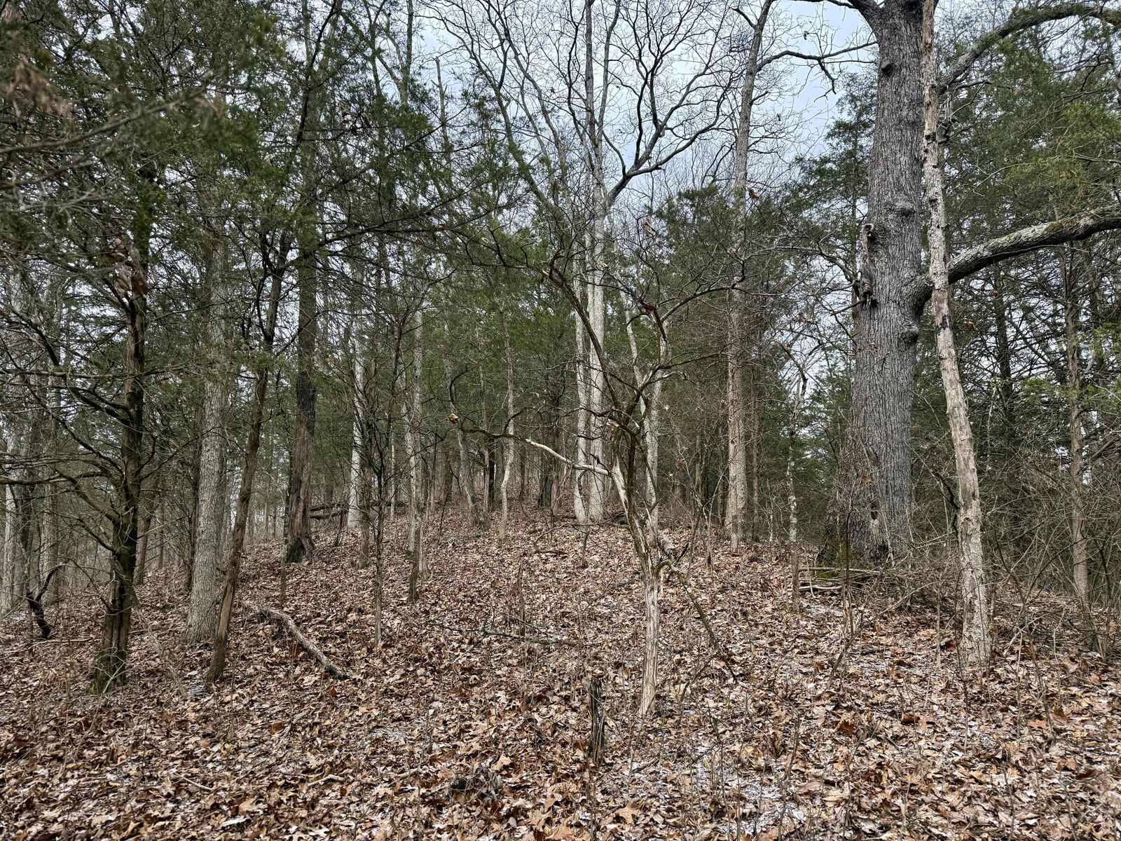 Property Photo:  57 +/- Acres Conley Road  KY 41063 