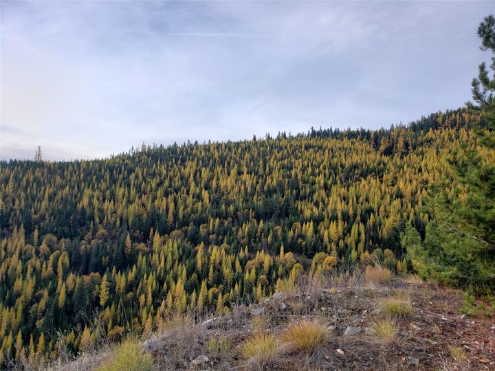 Property Photo:  Tbd Nine Mile Road  MT 59846 