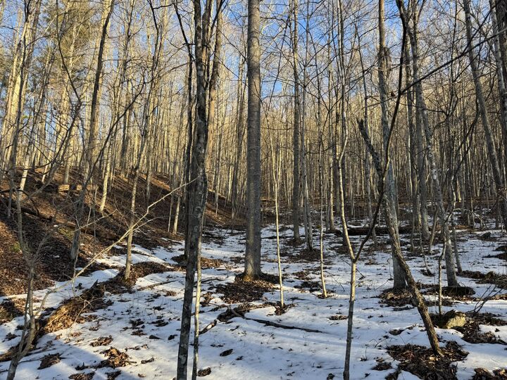 Property Photo: Tbd Leonard Long Rd WV 24966