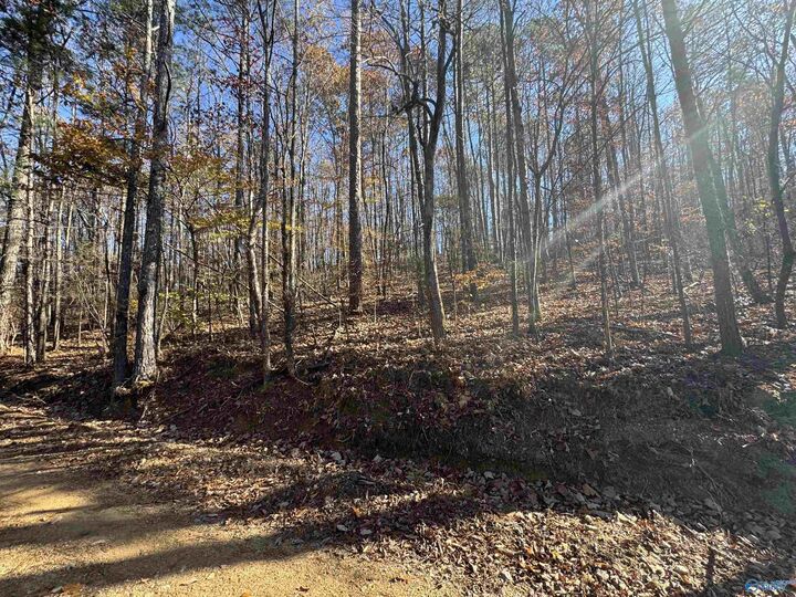 Property Photo: 28 Acres County Road 917 AL 35961