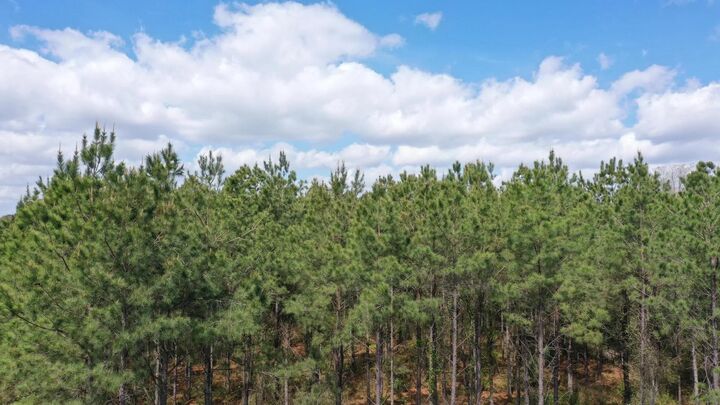 Property Photo:  0 County Road 1926  TX 75563 