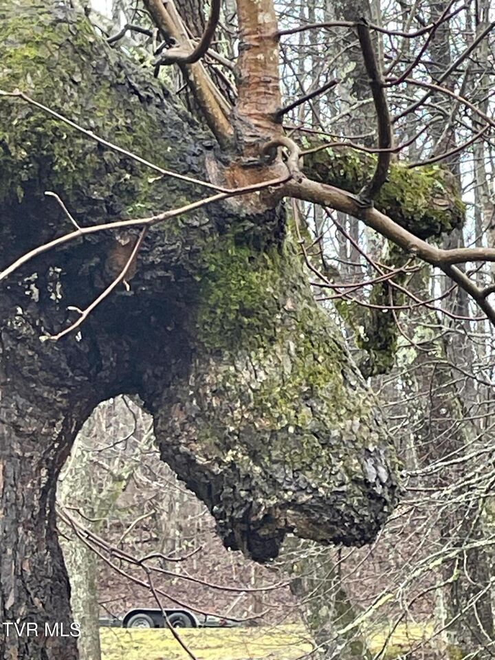 Property Photo:  160 Bobs Hollow Road  TN 37643 