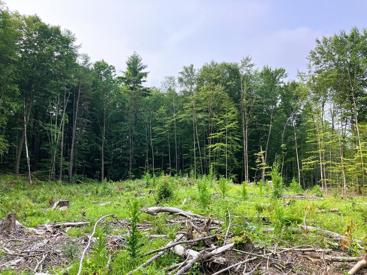 Property Photo:  Lot 8 Fern Lake Road  VT 05733 