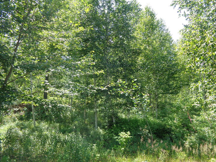 Property Photo: Lot 16 Bailey Mountain Road ME 04634