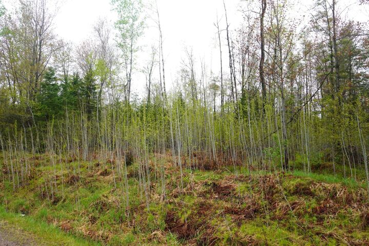 Property Photo:  20 Acre Cth X  WI 54435 