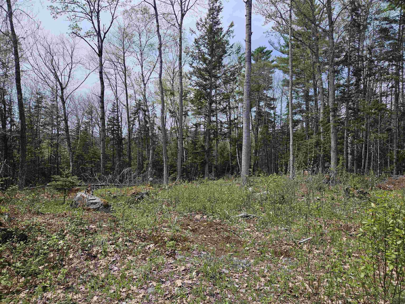 Property Photo:  Lot 10.1 Wallace Hill Road  NH 03580 