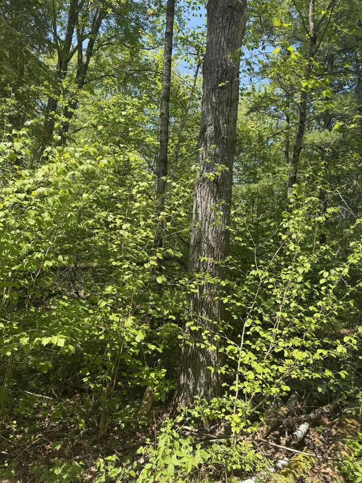 Property Photo:  Lower Dam Road 4 &Amp 5  WI 54149 