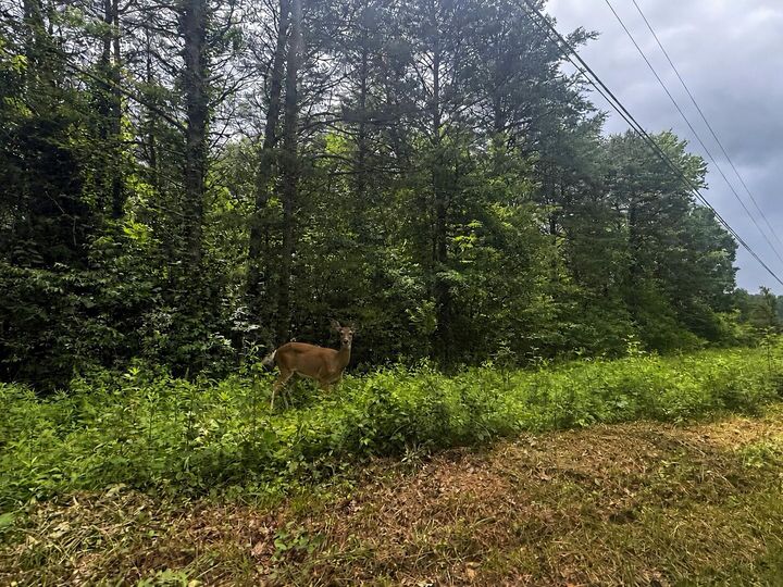 Property Photo: 000 Vander Ferguson Road TN 37338
