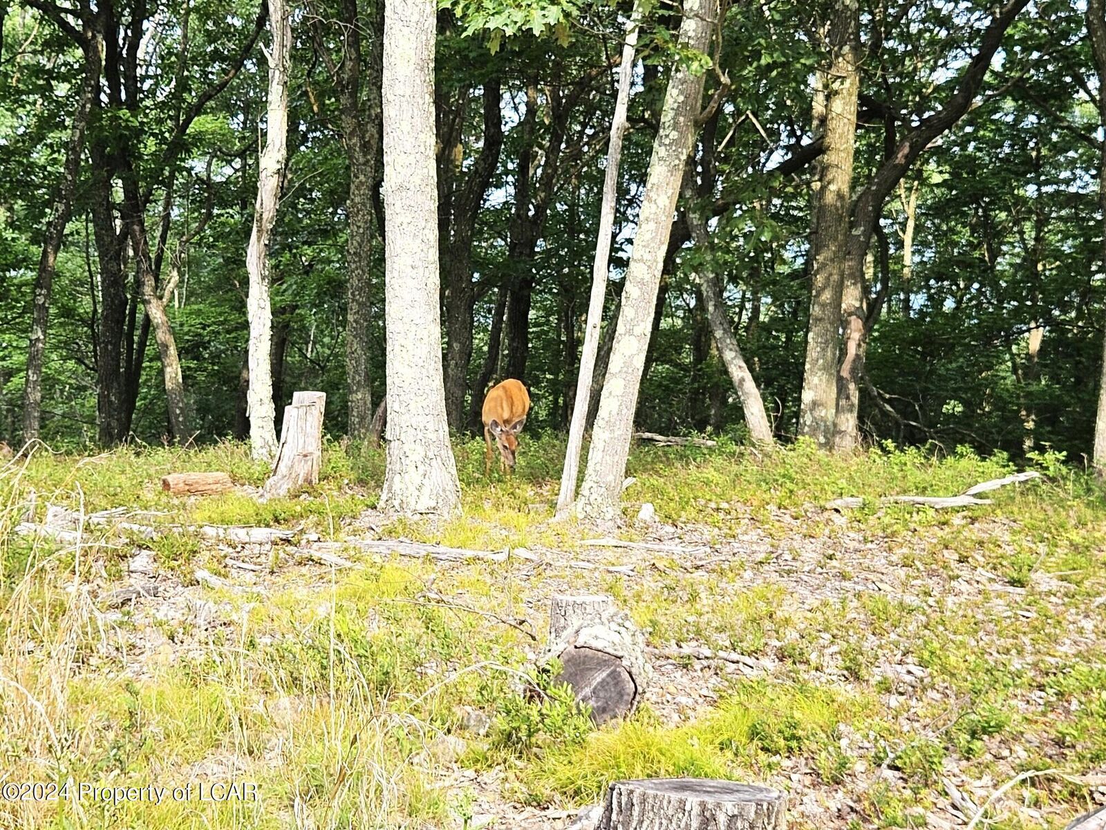 Property Photo: Nr Lot 207 Little Bear Lane PA 18202