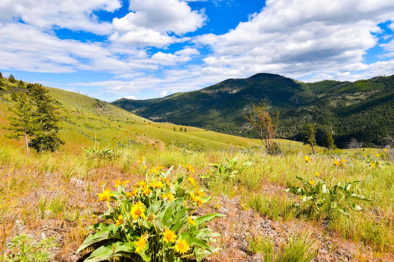 Property Photo:  285 Henry Creek Road  MT 59859 
