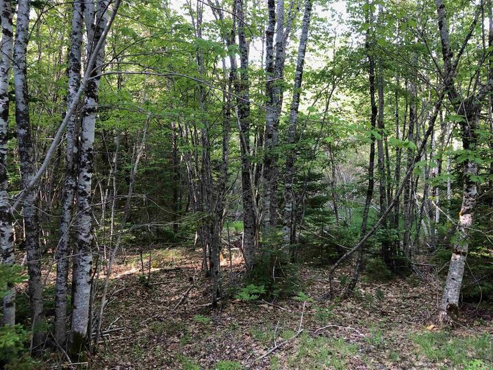 Property Photo:  Lot Mailman Road  NS B4V 7H6 