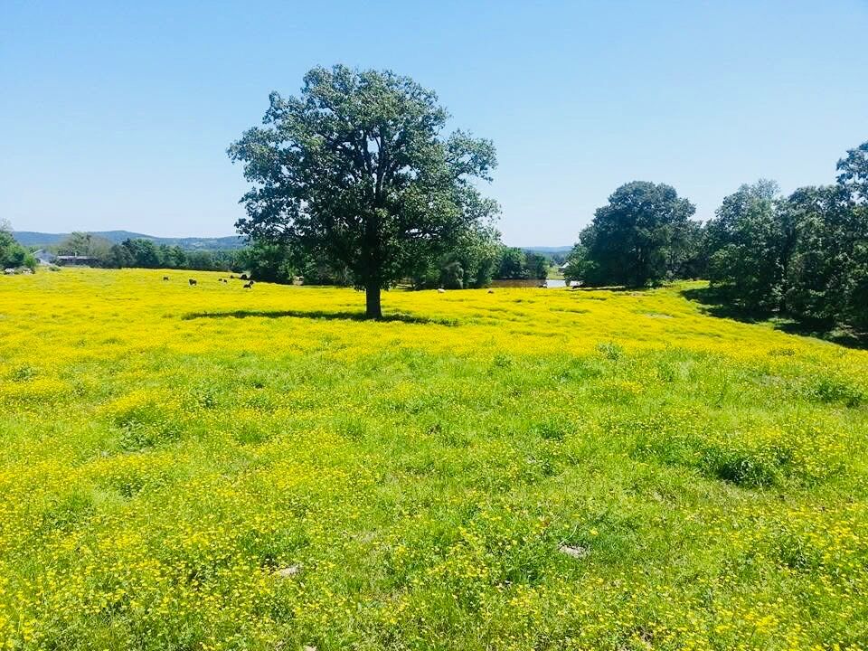 Property Photo:  1412 County Road 2641  AR 72846 