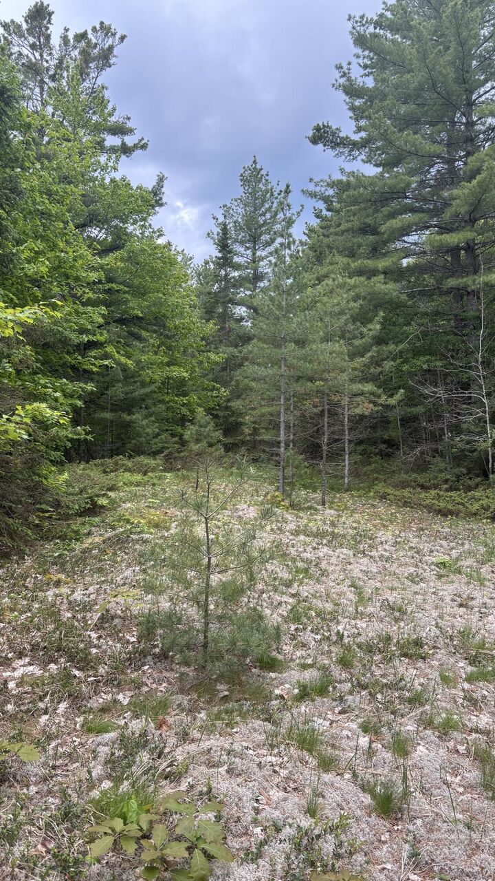 Property Photo: Tbd E M-134 MI 49725