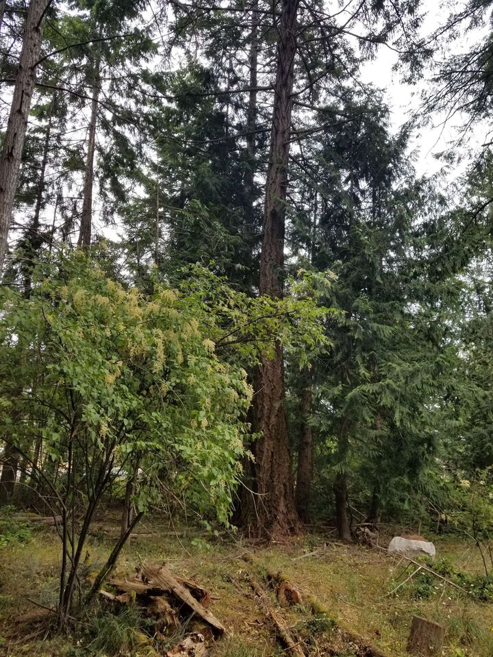 Property Photo: Lot 1 Burrill Road BC V0N 1P0