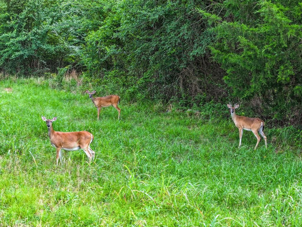 Property Photo: Tbd Lot 40 Nicklaus Dr Nicklaus Drive TX 75482