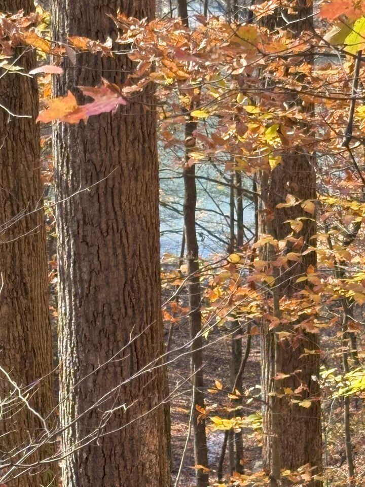 Property Photo:  0 Old Tullahoma Rd  TN 37330 