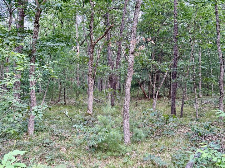 Property Photo:  2A Steinberg Road  MI 49660 