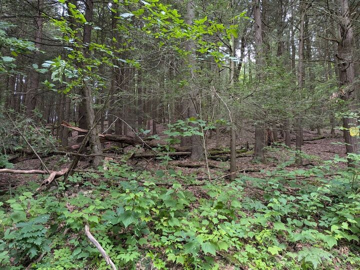 Property Photo: 0 Foley Road NY 13903