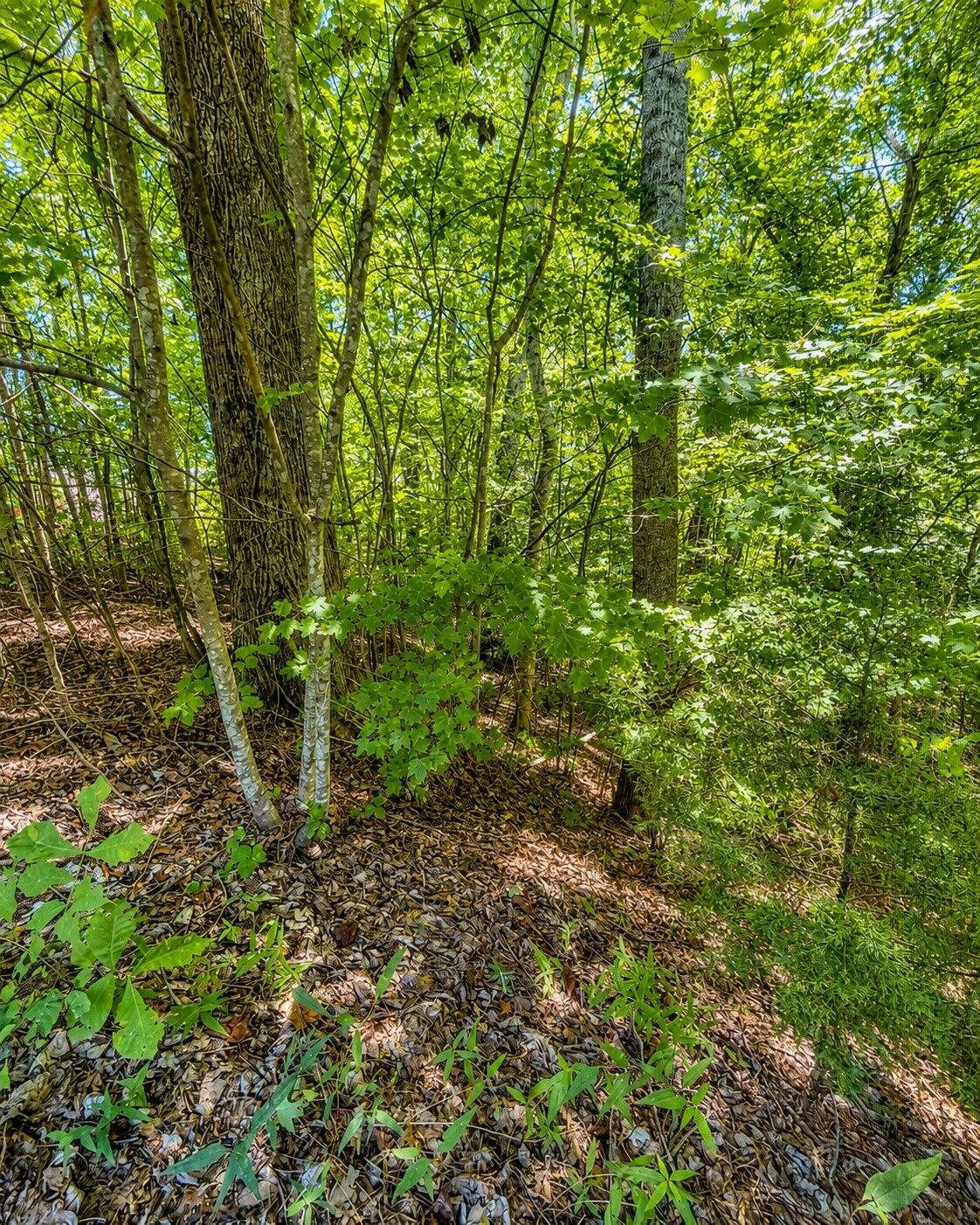 Property Photo:  0 Tennis Center Dr  TN 37166 