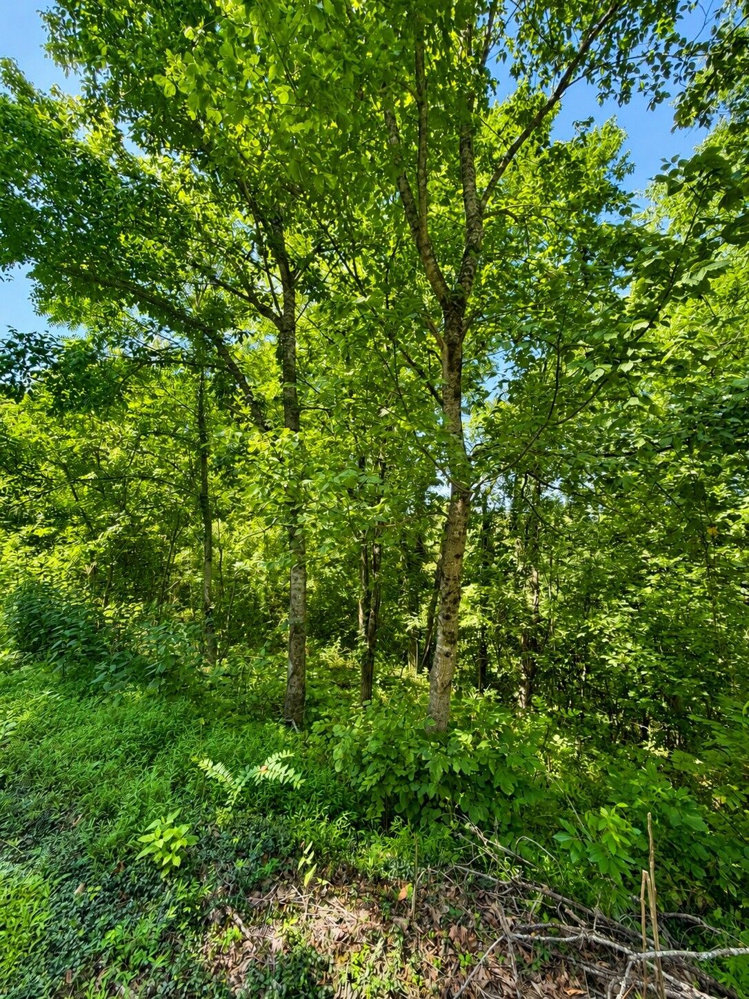 Property Photo: 0 Harbor Pointe Lane TN 37166
