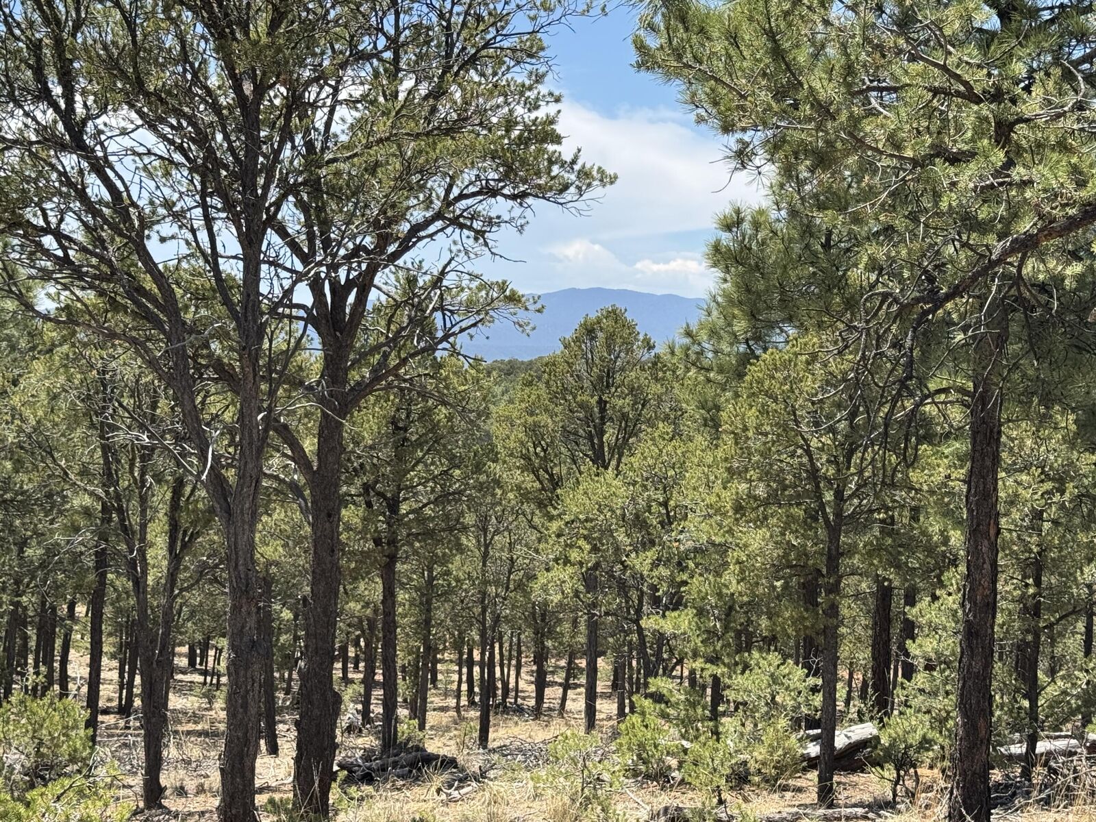 Property Photo: Lot 20 Dancing Hawk Drive NM 87552