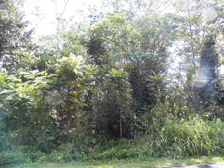 Property Photo:  25th Ave  HI 96749 