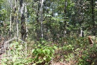 Property Photo: 21 Cooper Point AR 72560