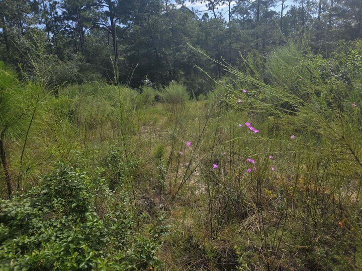 Property Photo:  Lot 48 Clearwater Drive  FL 32433 