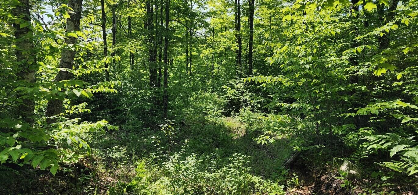 Property Photo: 320 Trophy Ln MI 49745