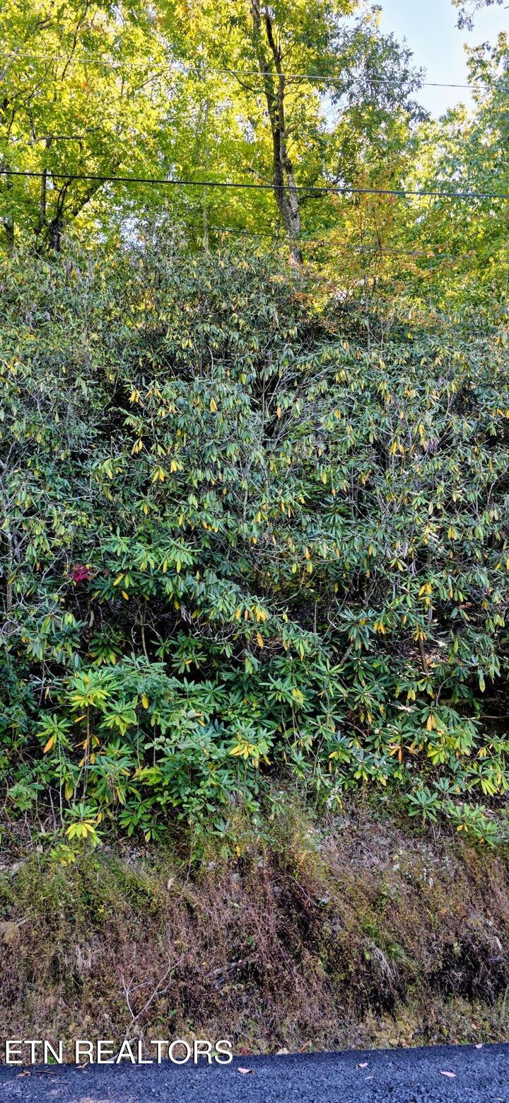 Property Photo:  Lot 13 Overholt Tr  TN 37862 