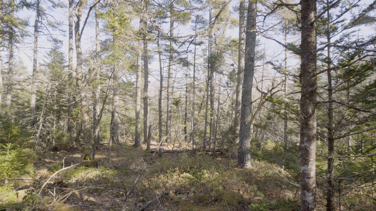 Property Photo:  Lot 11 Maple Drive Drive  NS B0T 1W0 